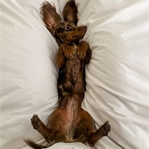 Meet your Posher, Alena